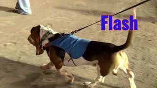 2024 Basset Hound Races Final [upl. by Cul268]