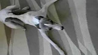 Crazy whippet [upl. by Lesley]