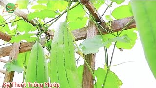 Urban Tree Planting Techniques  KỸ THUẬT TRỒNG CÂY VIETNAM [upl. by Anaela445]