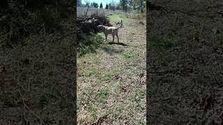 Dog scared to cat doğa nature keşfet animals dog doglover cat catvideos wildlife fyp cats [upl. by Ress]