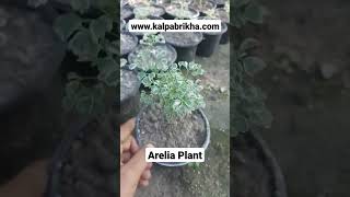 Variegated Ming Aralia Plant CARE amp INSTRUCTIONS  Indoor Plant aralia indoorplants [upl. by Rebliw]