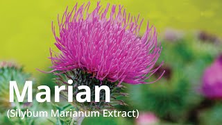 Marian Silybum Marianum Extract [upl. by Easlehc]