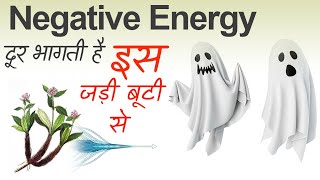 रहष्यमयी बूटी जिससे दूर भागती है Negative Energy [upl. by Mini531]