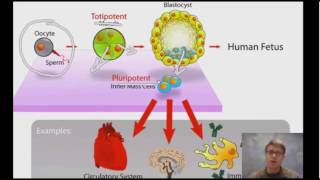 Cell Specialization and Stem Cells Explained [upl. by Guss]