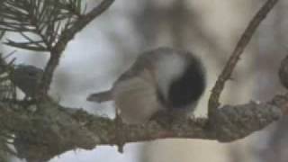 The BlackCapped Chickadee 30 seconds [upl. by Gosselin]