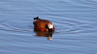 Rostgans Ruddy Shelduck [upl. by Ferneau250]