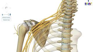 Le membre supérieur  linnervation [upl. by Melisande642]