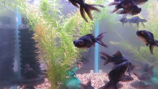 Black Moor Goldfish swimming in an Aquarium Fish Tank Fancy Gold Fish [upl. by Isahella]