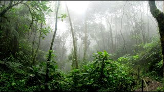 🌿🌧️ Rainforest Thunderstorm Soundscape  2Hour Ambient Nature Sounds for Relaxation amp Sleep 🌧️🌿 [upl. by Ingamar199]