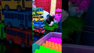 Tayo the Little Bus toys tayo [upl. by Hanny]