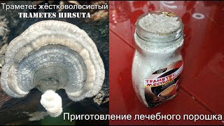 Траметес жёстковолосистый Trametes hirsuta Приготовление лечебного порошка Практическое пособие [upl. by Bartel226]