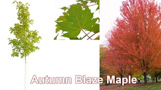 Autumn Blaze Maple [upl. by Aniale]