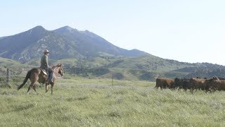 Beef research at MSU BART farm [upl. by Saba]