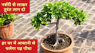 कम दाम मे नर्सरी पर मिल जाए तो लाकर तुरंत लगा दो  Cheap plants  Hardy plants  Ficus island care [upl. by Nosittam]