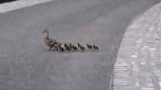 Really cute mummy duck with nine ducklings [upl. by Cherey]