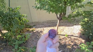 How To Grow Plum Tree From Cuttings Propagating Plum Trees from Cuttings [upl. by Oirramaj]