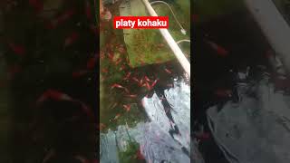 platy kohaku ikan fyb ikangias viralshorts viralvideo budidayaikan [upl. by Carolan]