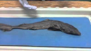 Dogfish Shark Dissection [upl. by Nonek]