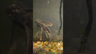 Longfin Bristlenose Pleco fish fishtank aquarium tropicalfish pleco plecos plecostomus [upl. by Cirek]