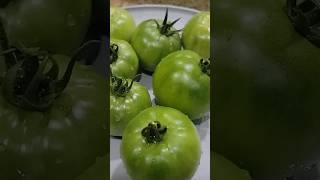 Part One Fried Green Tomatoes Cooking with Shay [upl. by Groeg518]