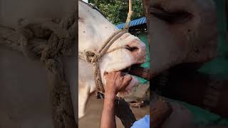 Wah ustad ji wah rooftop farming pets vet animals love earn farm [upl. by Yankee]