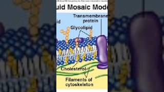 Class9biologychapter no 4 exercisefluid Mosaic Model Labellingstructurediagram [upl. by Kwapong]