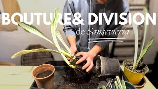 Bouture amp Division de Sansevieria  Comment la multiplier [upl. by Ellac]