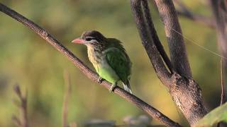 Whitecheeked Barbet [upl. by Nuahsak]