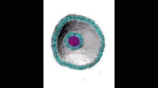 endocytosis of a condensate inside a liposome  CoarseGrained Molecular Dynamics [upl. by Latisha]