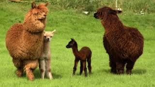 Alpacas Lamas Guanacos Vicunas HD1080p [upl. by Joh998]