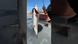 quotUnbelievable Catch Ice Fishing Adventure on a Frozen Lakequot [upl. by Ahseinar358]