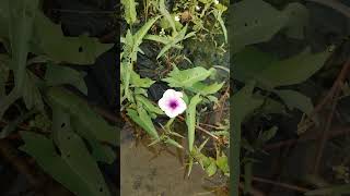 কলমি শাকের ফুল। Ipomoea aquaticariver spinachwater morning glorywater convolvulusSwamp cabbage [upl. by Nerrol]