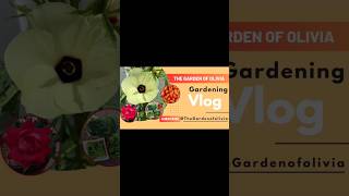 Growing Malawi Piquante Peppers aka Peppadew Peppers gardenersofyoutube [upl. by Hickie]