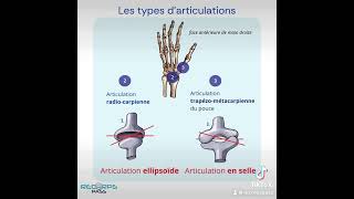 Les articulations  anatomie [upl. by Ty]