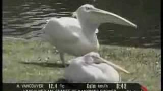 Pelican Eats a Live Pigeon [upl. by Jaunita]