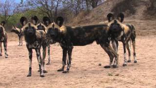 Sound of the African Bushveld Wilddog  AFRICAN WILDLIFE [upl. by Airdnoed889]