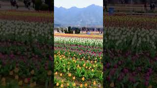 Tulip Garden Kashmir in April❤️ [upl. by Irot]