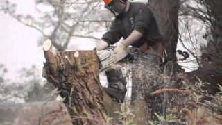 Tree Surgeons  AA Tree Surgery [upl. by Schulman]