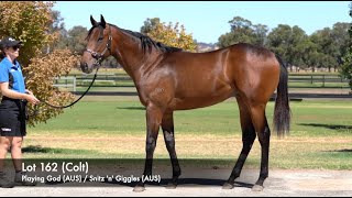 Lot 162  Playing God AUS  Snitz n Giggles AUS Colt [upl. by Ranzini]