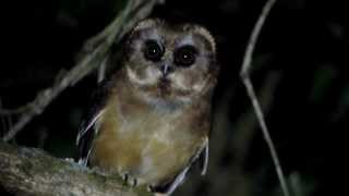 Unspotted Sawwhet Owl [upl. by Sallyann265]