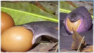 Snake swollowing big egg [upl. by Gintz]