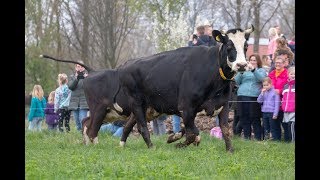 De koeien mogen weer naar buiten [upl. by Emmett]