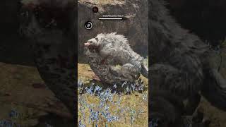 Hunting Snowblood Wolf Far Cry Primal  Full Video On This Channel shorts farcryprimal animals [upl. by Anaujait]