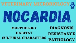 Nocardia MicrobiologyBacteriology [upl. by Lebbie382]