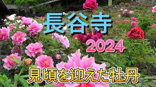 長谷寺 2024 見頃を迎えた牡丹 花びらに光る雨のしずく 4K画質 [upl. by Zandt773]