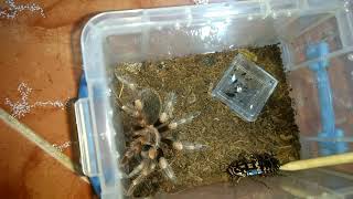 Mexican Red Knee Tarantula VS Harlequin Cockroach BRUTAL FIGHT Must see 💯 [upl. by Nigrom201]