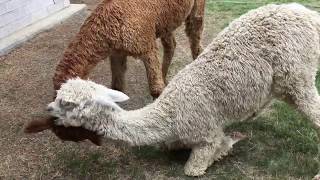 Alpaca fight [upl. by Bruell]