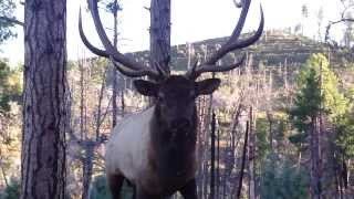 Bugling Arizona Elk at 2 Yards with JayScottOutdoorscom [upl. by Dorraj]