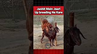 Janhit Mein Jaari breeding mating goat bakra goatfarming bakripalan farming facts shorts [upl. by Anurag]