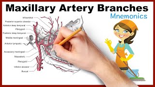 Maxillary Artery Branches Mnemonics [upl. by Esirec781]